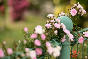 桜色の小さい薔薇