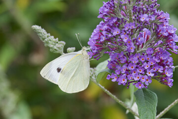 Papillon Piéride du chou