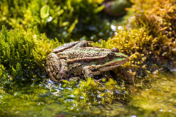 Frog, a beautiful frog is sitting at a garden pond