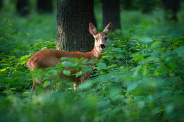 roe deer in the forest