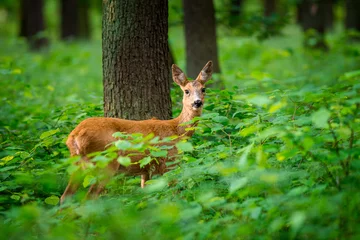 Tuinposter roe deer in the forest © jurra8