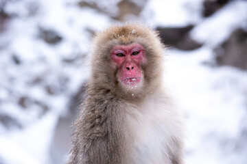 snow monkey  Japanese monkey
