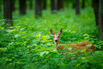 roe deer in the forest © jurra8