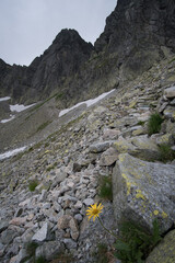 mountain trail in the mountains