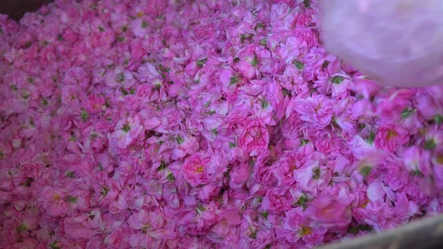 Pouring a pile of pink flowers for steam distillation