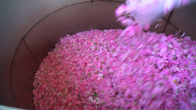 Pouring a pile of pink flowers for steam distillation,  from a plastic bag