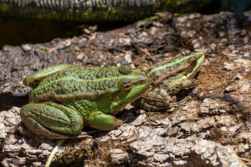 Frog, a beautiful frog is sitting at a garden pond
