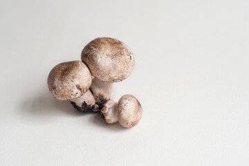 Mushrooms on a light background. 