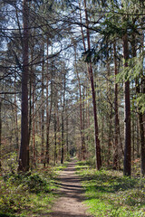 Hiking trail through pine tree forest in early spring