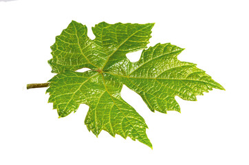 Natural Design Element Green Grape Leaf Isolated on White Background.