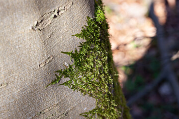 Close up of beautiful green moss on the tree