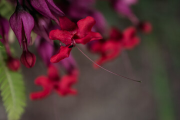 Red peacock flower or Caesalpinia pulcherrima flower blooming isolated,
