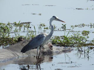 NATURALEZA EN CHOBE
