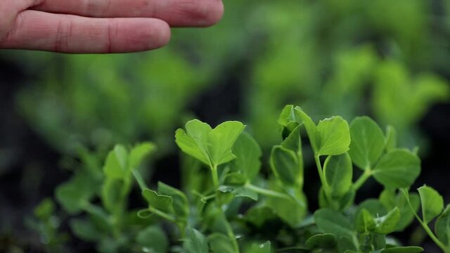 Farmer agronomist inspects young fresh green peas growing in the fild on farm