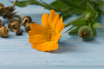  Marigold flower with leaf.Alternative Medicine. Soft focus . calendula (Calendula officinalis) flowers and seeds on a blue wooden background