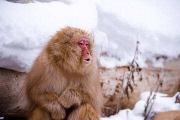 Obraz premium snow monkey Japanese monkey