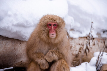 snow monkey  Japanese monkey