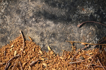 Fragment of a litchi tree brunches, flowers on concrete roof.