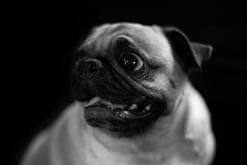 Funny dog on black and white background