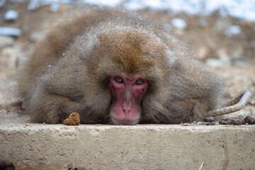 snow monkey  Japanese monkey