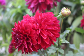 red dahlia flower