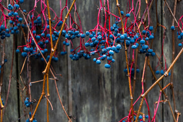 Branches with blue berries on the wooden fence in autumn. Nature background
