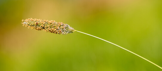 blossoming inflorescence of field meadow foxtail (Alopecurus pratensis) grass detail