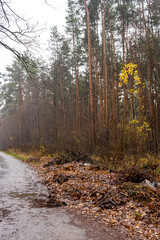 A path and fallen foliage in the autumn pine forest. Picturesque natural landscape. 