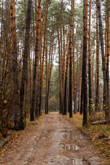 Fototapeta premium Path in autumn pine forest. Scenic nature landscape. Vertical