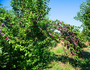 Ripe plums on the tree, home garden