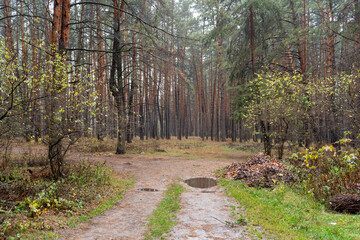 Path in autumn pine forest. Nature landscape