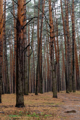 Obraz premium Scenic nature landscape pine forest in autumn. 