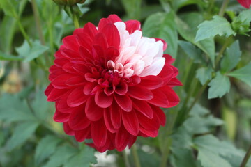 red dahlia flower in garden