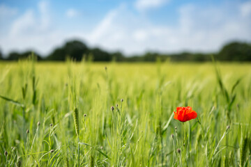 Dutch wheat field with red poppy