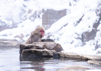 Naklejka premium snow monkey Japanese monkey