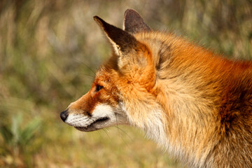 Naklejka na ściany i meble Red fox animal looking for prey portrait side view