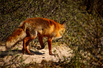 Back view of a Red Fox walking away into the bushes