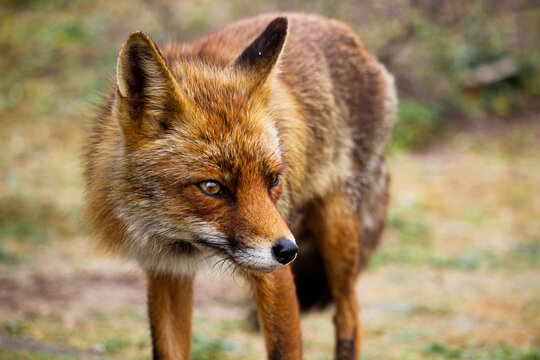 Red fox close up wit a blurry background perfect portrait of the animal