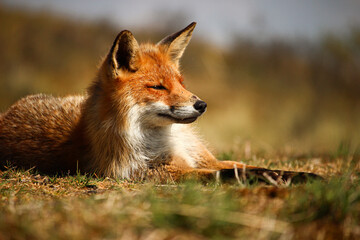 Red Fox, Vulpes vulpes, relaxing in the sun closing his eyes