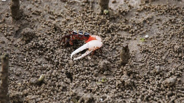 A fiddler crab or calling crab at the mangrove forest during lowtide. Wild nature stock footage.