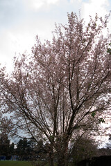 Beautiful Spring Cherry blossoms over blue sky. pink flowers. Blossoming cherry trees at Shillong Golf Course,
