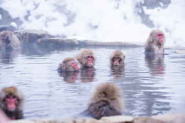 Naklejka premium snow monkey Japanese monkey