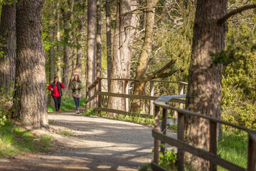 The road in the park. National park in Sweden. Selective focus