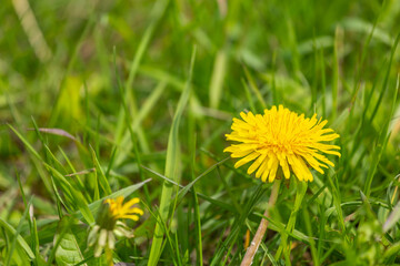 One yellow dandelion flower in green grass
