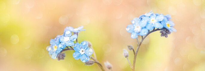 Long banner Blue forget me not flowers closeup.Macro. bokeh blur background. beautiful summer card.Drops of rain or dew, blue violet petals. Spring Flower.Pink yellow background