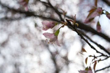 Beautiful Spring Cherry blossoms over blue sky. pink flowers. Blossoming cherry trees at Shillong Golf Course,
