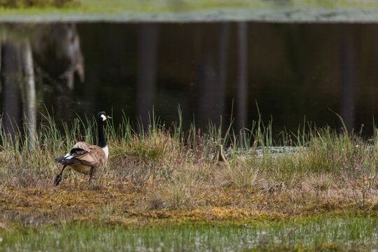 Mother canada goose with gossling sitting in a moss in a swamp. Knuthojdmossen, Sweden