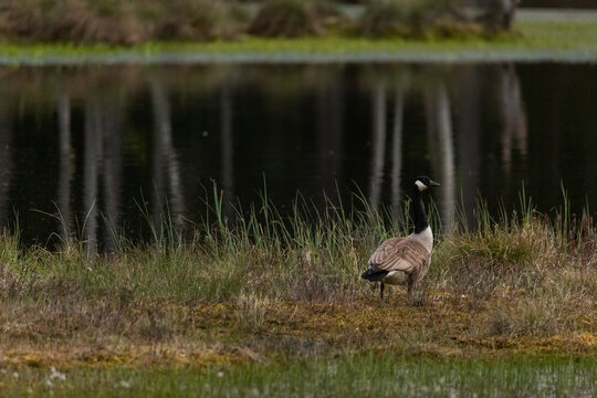 Mother canada goose with gossling sitting in a moss in a swamp. Knuthojdmossen, Sweden