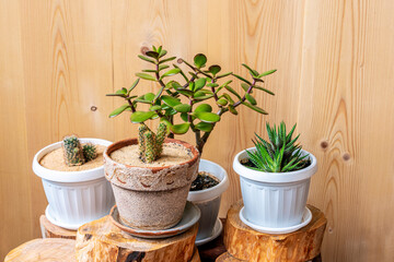 Succulent houseplants in a pots on rustic background