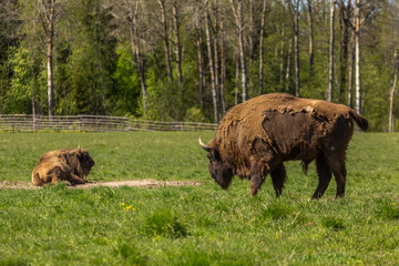 Herd of Buffalo on a green meadow in Sweden national park. Selective focus.